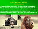 Класс млекопитающие