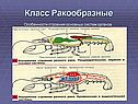 Класс Ракообразные