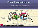 Класс Паукообразные