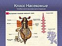 Класс Насекомые