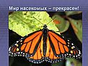 Мир насекомых – прекрасен