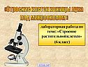 Строение клеток кожицы лука под микроскопом