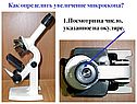 Клетка лука под микроскопом