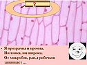 Я прозрачна и прочна, ни тонка, ни широка