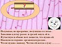 Заполняю клетку разом и средой зовусь ей я