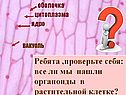 Все ли мы нашли органоиды в растительной клетке