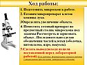 Готовим микропрепарат клеток кожицы лука