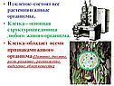 Клетка – основная структурная единица любого живого организма