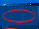 Оболочка клетки - клеточная мембрана