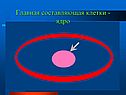 Главная составляющая клетки - ядро