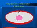 «Внутренняя» среда клетки - цитоплазма