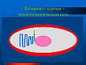 «Лабиринт» клетки – эндоплазматическая сеть