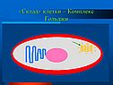 «Склад» клетки – Комплекс Гольджи