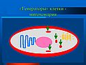 «Генераторы» клетки - митохондрии