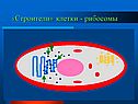 «Строители» клетки - рибосомы
