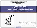 Клетки животных и растений