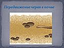 Передвижение червя в почве