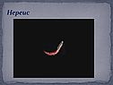 Нереис
