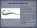 Внешнее строение