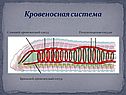 Кровеносная система