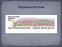 Нервная система