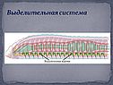 Выделительная система