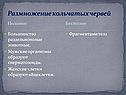 Размножение кольчатых червей