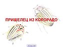 Пришелец из Колорадо