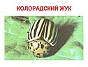 Колорадский жук
