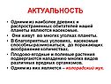 Насекомые