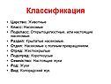 Классификация