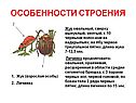 Особенности строения