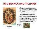 Колорадский жук