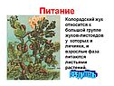 Питание