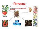 Листоед