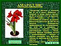 Амариллис