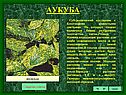 Аукуба