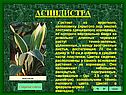 Аспидистра