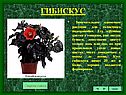 Гибискус