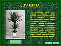 Драцена
