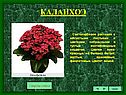 Комнатные растения
