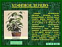 Кофеное дерево
