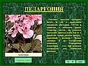 Пеларгония