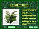 Папоротники