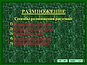 Размножение