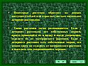 Маленькие дочерние растеньица