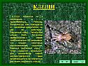 Клещи