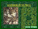 Корневой червец