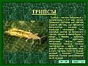 Трипсы