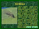 Мушка